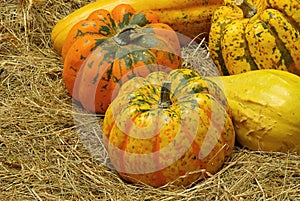 Ornamental pumkin 04