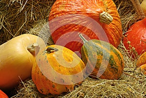 Ornamental pumkin 05 photo