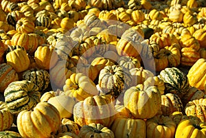 Ornamental pumkin photo