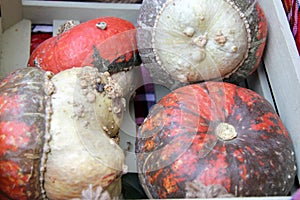 Ornamental pumpkins in basket for Halloween