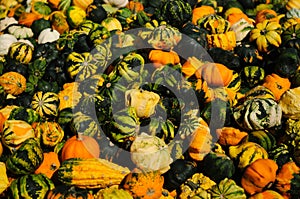 Ornamental Pumpkins And Gourds