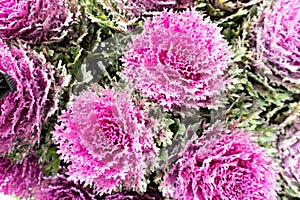 Ornamental purple cabbage. Natural background