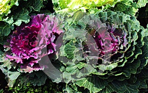 Ornamental purple cauliflowers