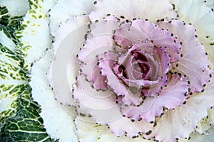 Ornamental Purple Kale or cabbage and dewdrop