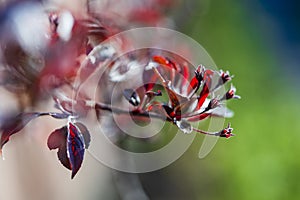 Ornamental purple-leaf freya apple tree with flowers that have not yet opened on spring garden background, closeup