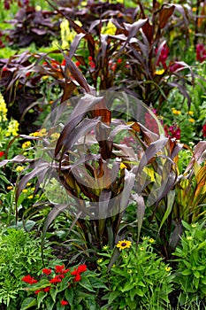 Ornamental purple Pearl millet or Pennisetum glaucum in summer garden