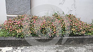 Ornamental red purslane Portulaca oleraceae