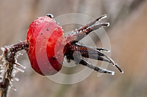 Ornamental rose hips in frost