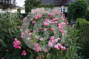 Ornamental rose `Marion`, cultivar Marion de Ruiter. Garden pink rose as an ornamental plant grown in the garden. Berlin, Germany