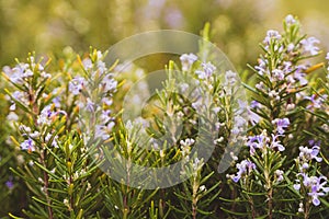 Ornamental Rosemary plant with purple flowers, Oeiras Portugal