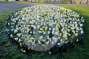 Ornamental round flowerbed with annuals and bulbs. yellow daffodils predominate on the grassy area with a low metal fence which pr
