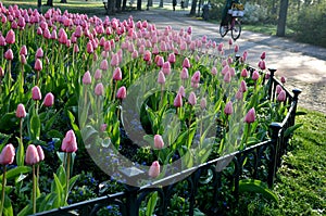 Ornamental round flowerbed with annuals and bulbs. yellow daffodils predominate on the grassy area with a low metal fence which pr