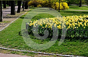 Ornamental round flowerbed with annuals and bulbs. yellow daffodils predominate on the grassy area with a low metal fence which pr