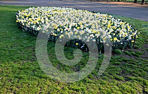 Ornamental round flowerbed with annuals and bulbs. yellow daffodils predominate on the grassy area with a low metal fence which pr