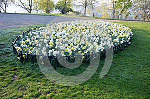 Ornamental round flowerbed with annuals and bulbs. yellow daffodils predominate on the grassy area with a low metal fence which pr