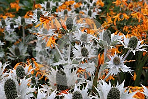 Ornamental sea holly and Crocosmia flowers