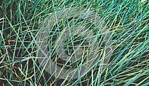 Ornamental sedge, long perennial grass, silver wheatgrass