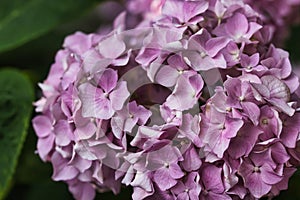 Ornamental shrub with flowers, hydrangea