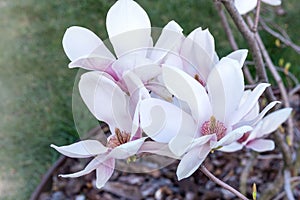 Ornamental shrub Magnolia soulangeana in early spring. photo