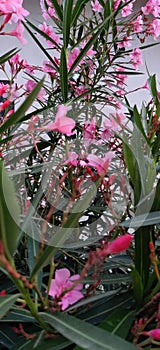 An ornamental shrub to 4m, often with many slender stems from the ground. Dwarf, double-flowered and variegated.