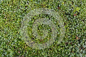 Ornamental shrubs are green in summer day