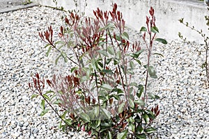 Ornamental shrubs -Targu-jiu 138