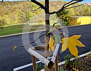 ornamental shrubs and trees. distinguishing feature is their star-shaped