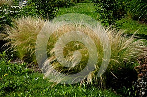 ornamental steppe grasses can withstand drought and are decorative even in winter in rows or individually or in combination with a