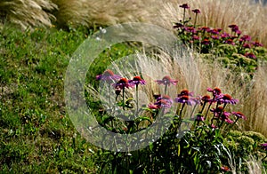 Ornamental steppe grasses can withstand drought and are decorative even in winter in rows or individually or in combination with a