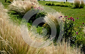 ornamental steppe grasses can withstand drought and are decorative even in winter in rows or individually or in combination with a