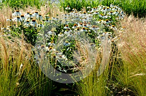 Ornamental steppe grasses can withstand drought and are decorative even in winter in rows or individually or in combination with a