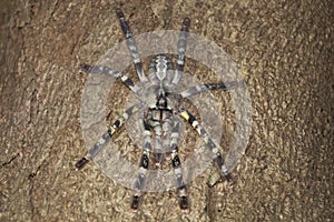 Ornamental Tarantula & x28;Poecilotheria regalis& x29;