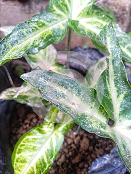 Ornamental taro in a pot