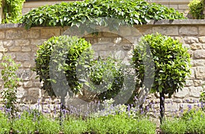 Ornamental topiary trees, purple lavender in summer garden .