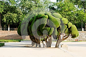Ornamental tree