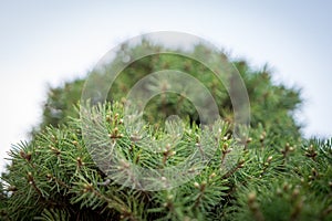 Ornamental tree bottom view closeup