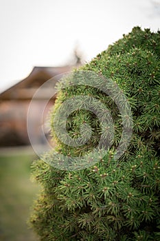 Ornamental tree closeup