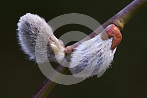 The ornamental tree Salix caprea begins to bloom.