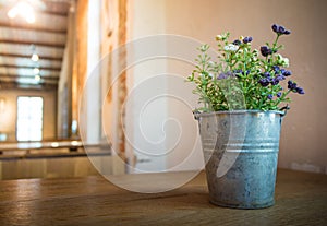 Ornamental trees in aluminium pot