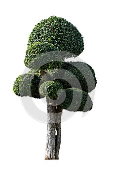 Ornamental trees isolated