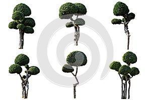 Ornamental trees isolated