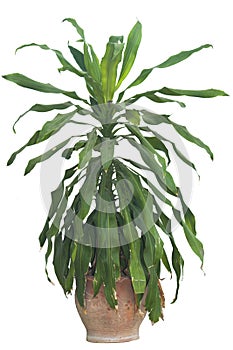 Ornamental trees in pots.