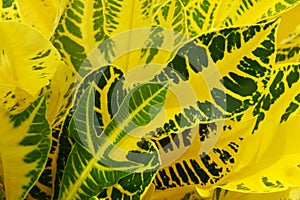Ornamental Tropical Green Yellow Leaves of Croton Plant as Abstract Natural Texture Background