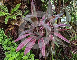 Ornamental tropical plant cordyline purple prince, cordyline fruticosa with pink blade leaves, at Bali Indonesia rainforest