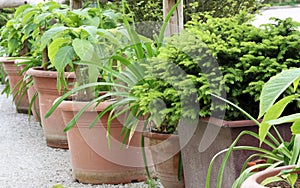 Ornamental tub plants in larger pots photo