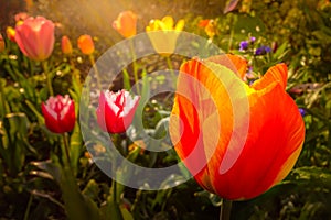 Ornamental tulips flowers in a garden or back yard in the late afternoon warm sunshine shedding light rays.