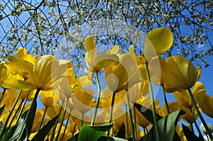 Ornamental and Vibrant flowers.Wonderful world of Flowers in keukenhof gardens Netherlands