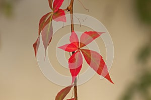 ornamental vine red autumnal leaves close up