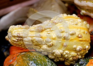 Ornamental Warty Pear Gourds, Cucurbita pepo