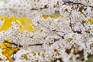 Ornamental white blooming Japanese cherry Prunus yedoensis during flowering in a city park in spring in April. The trees photo